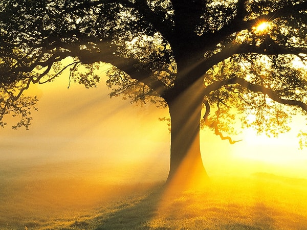 1. Выберите оттенок оранжевого, который отличается от остальных?