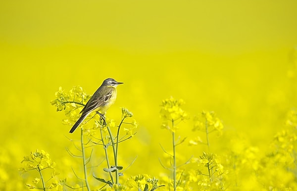 2. Выберите оттенок желтого, который отличается от остальных?