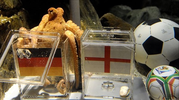 Звездой чемпионата мира 2010 года, несомненно, стал осьминог Пауль.