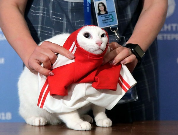 Сейчас все с нетерпением ждут новых прогнозов Ахилла, который уже достиг большой славы после первого матча Чемпионата-2018.