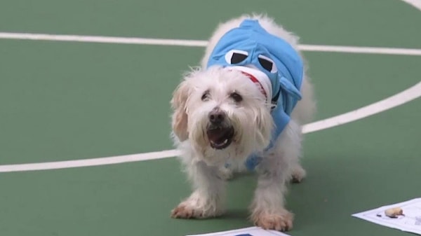 А вот действительно сильный противник Ахилла живет в Гонконге, и зовут его Дату.