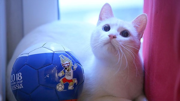 Надеемся, что прогнозы Ахилла будут не менее легендарными, чем у Пауля!