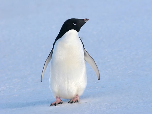 3. Пингвин Адели: