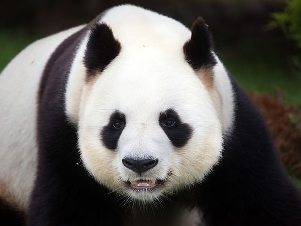 8. Большая панда: