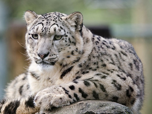 9. Снежный барс: