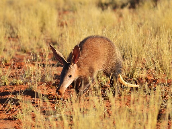 7. Трубкозуб: