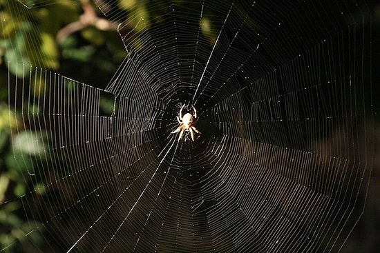 Kötü Niyetli İnsanlara Dikkat! Rüyada Örümcek Görmek Ne Anlama Gelir?