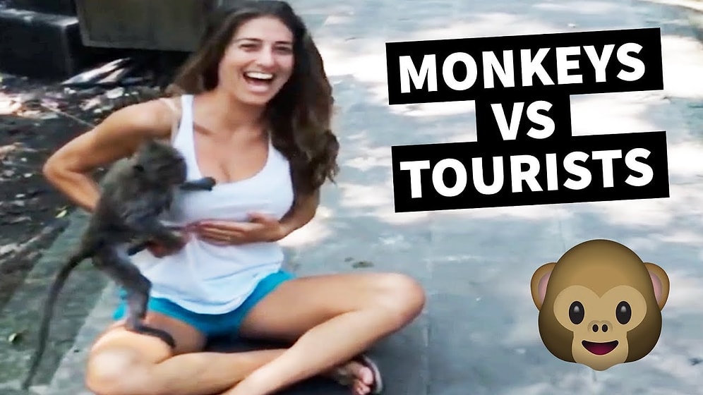 İnsanlara Karşı Sürekli Olarak Saldırı Modunda Olan Maymunların Efsane Görüntüleri