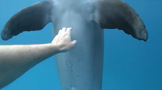 Kendisini Dalgıçlara Sevdiren Yunusun İçinizi Isıtacak Anları