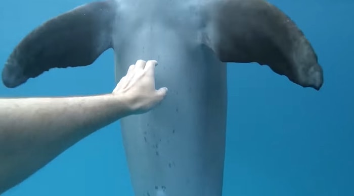 Kendisini Dalgıçlara Sevdiren Yunusun İçinizi Isıtacak Anları