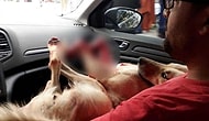 İnsan Yok Etmeye Devam Ediyor: Kocaeli'de Bir Müezzin, Köpeği Tüfekle Vurarak Öldürdü...