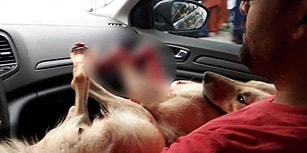 İnsan Yok Etmeye Devam Ediyor: Kocaeli'de Bir Müezzin, Köpeği Tüfekle Vurarak Öldürdü...