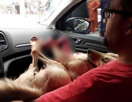 İnsan Yok Etmeye Devam Ediyor: Kocaeli'de Bir Müezzin, Köpeği Tüfekle Vurarak Öldürdü...