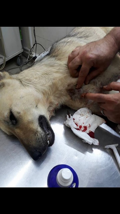 Yapılan şikayetler üzerine ilçede bir camide müezzinlik yapan F.D.’nin köpeği tüfekle ateş edip öldürdüğü belirlendi.