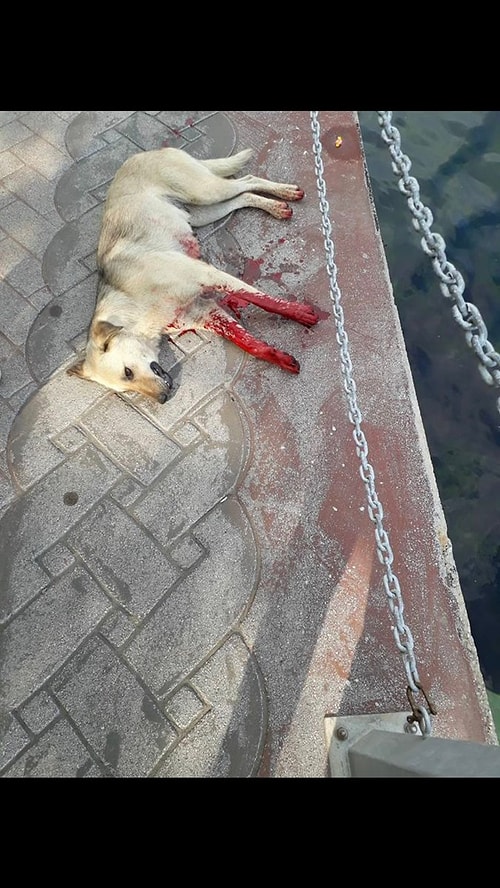 Yapılan şikayetler üzerine ilçede bir camide müezzinlik yapan F.D.’nin köpeği tüfekle ateş edip öldürdüğü belirlendi.