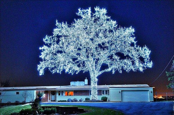 3. 40 bin LED ışıkla aydınlatılan büyüleyici ağaç: