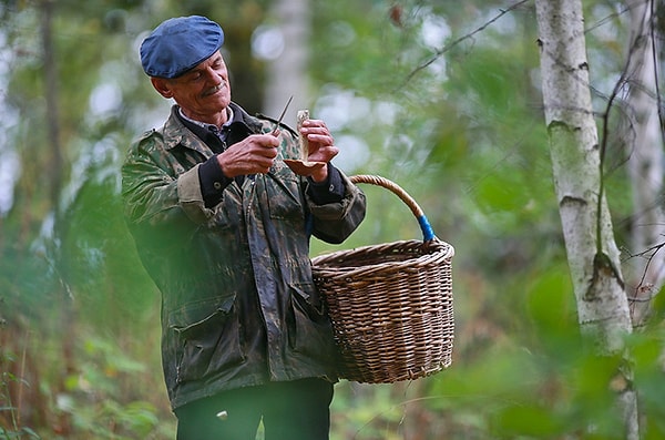 3. Можно собирать грибы и ягоды