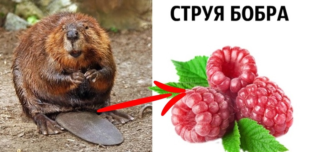 «И мы это едим?!»: что скрывают привычные нам продукты