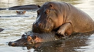 Sizden Daha Çılgın Bir Seks Hayatına Sahip Olan 14 Hayvan