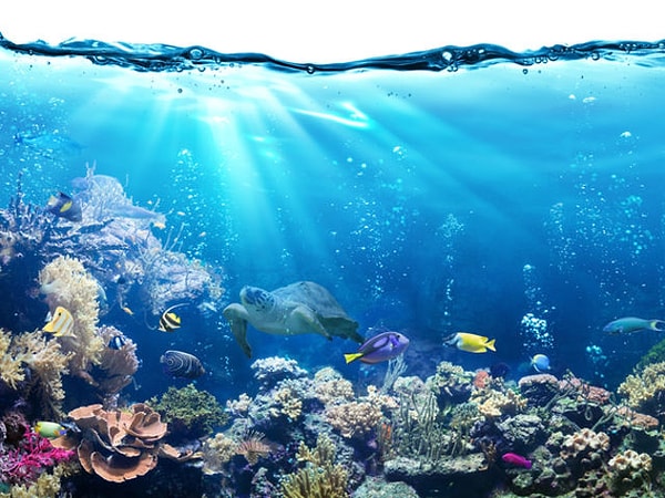 10. И последнее: какая из этих стран находится в Океании?