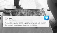 Katili Aramızda: Bursa'da Dört Ayağı Kesilmiş Ölü Kedi Yavrusu Bulundu
