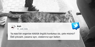 Katili Aramızda: Bursa'da Dört Ayağı Kesilmiş Ölü Kedi Yavrusu Bulundu