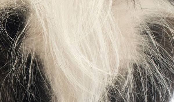 3. Чьи это «локоны»?