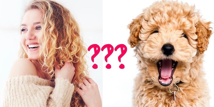 Тест: Отличите ли вы волосы человека от собачьей шерсти? Вряд ли!