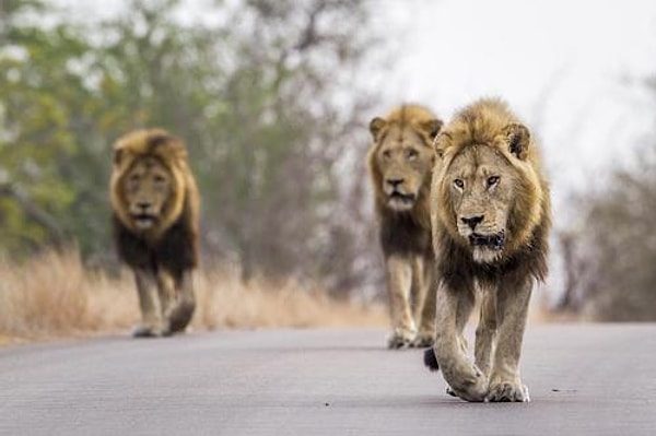 3. Девочку, что похитила группа мужчин, ждала такая же незавидная судьба. Однако произошло настоящее чудо! За нее вступились трое львов!