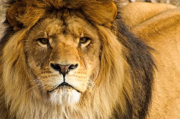 5. Мужчины в панике разбежались, а львы так и стояли, охраняя девочку до самого приезда полиции.