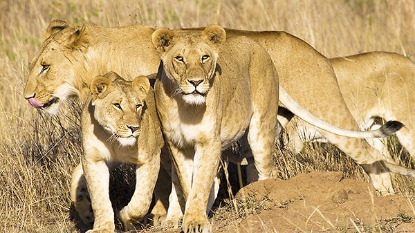 7. Все в округе считают произошедшее не иначе как божественным вмешательством, ведь обычно львы нападают на людей.