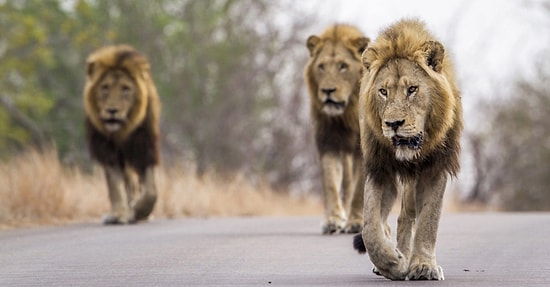 Мужчины похитили и избивали 12-летнюю девочку в Эфиопии, но на ее защиту встали львы