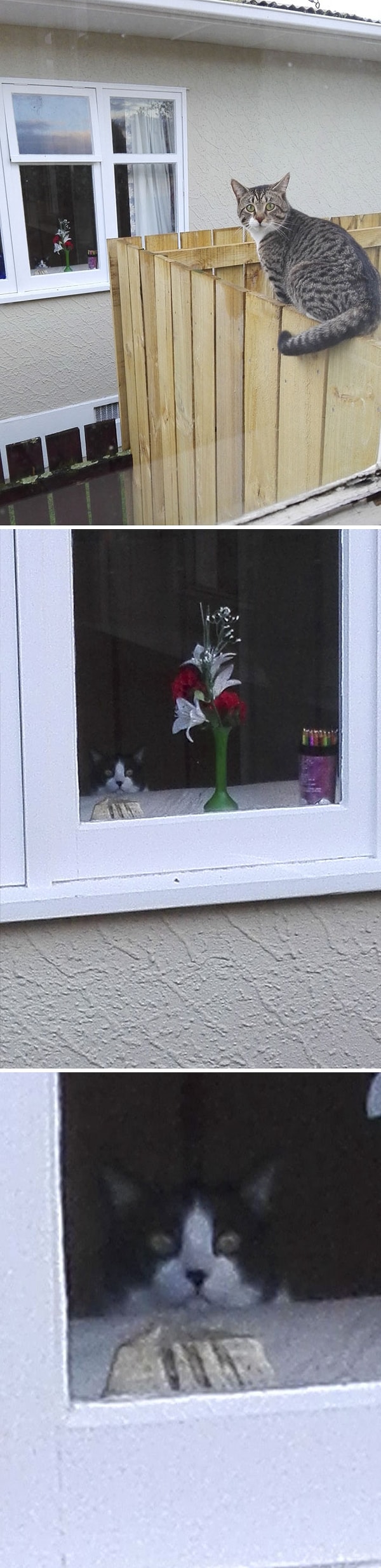 15. "Захотел красиво сфоткать своего кота, а потом заметил кота соседа на заднем плане. Вышло крипово"