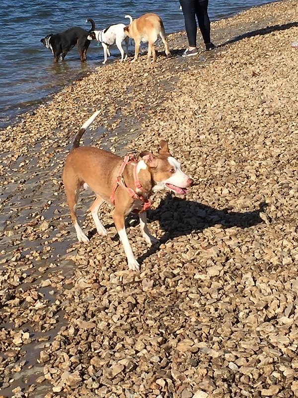 17. Это еще что за собачья многоножка?