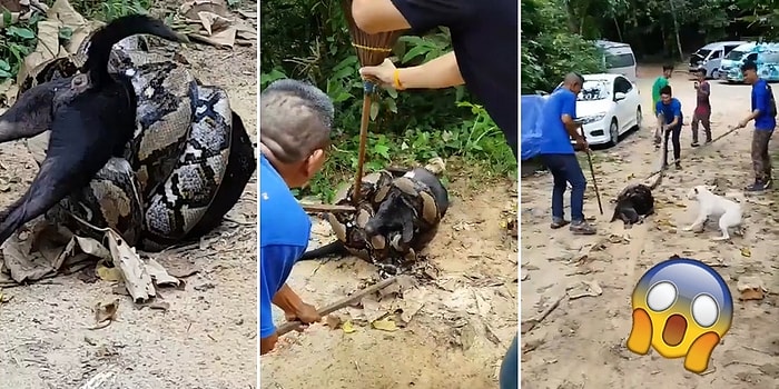 Dev Pitonun Öğle Yemeği Niyetine Sararak Boğmakta Olduğu Köpeği Kurtaran İnsanlar