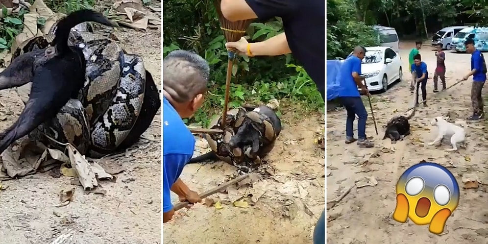 Dev Pitonun Öğle Yemeği Niyetine Sararak Boğmakta Olduğu Köpeği Kurtaran İnsanlar