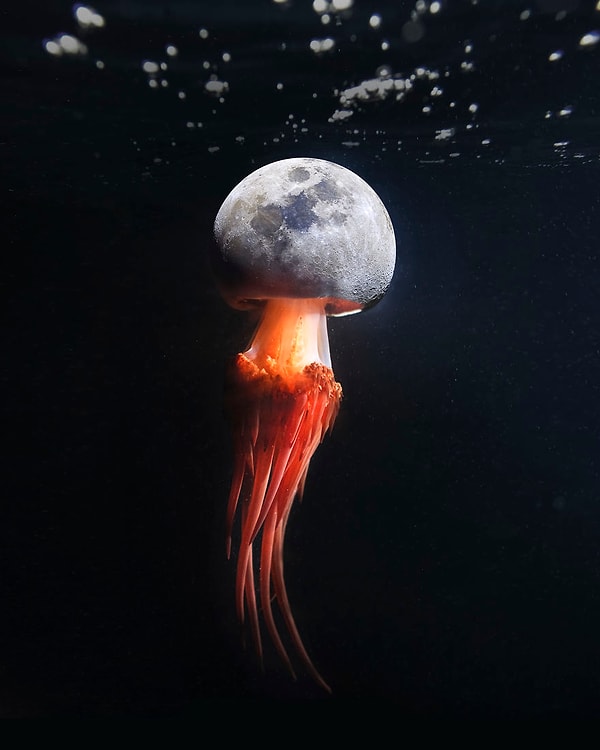 4. Лунная медуза.
