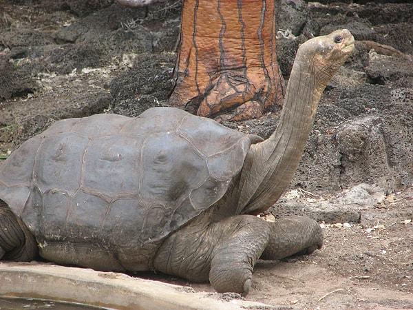 4. Pinta Adası Kaplumbağası