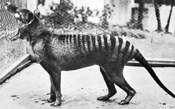 Hayvan familyasında 'Thylacine' olarak bilinen Tazmanya Kaplanı/Kurdu, günümüzde soyu tükenmiş hayvanlardan bir tanesi.
