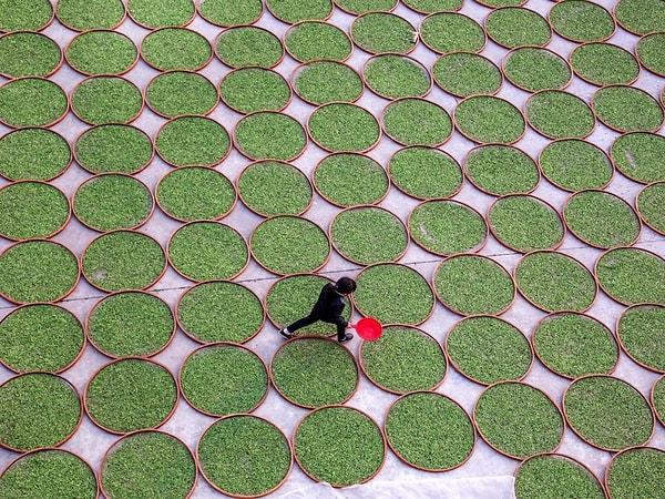 9. Çay yaprakları Dening, Fujian Bölgesi'nde kurutuluyor.