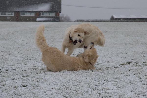 11. «Любовь и ненависть»