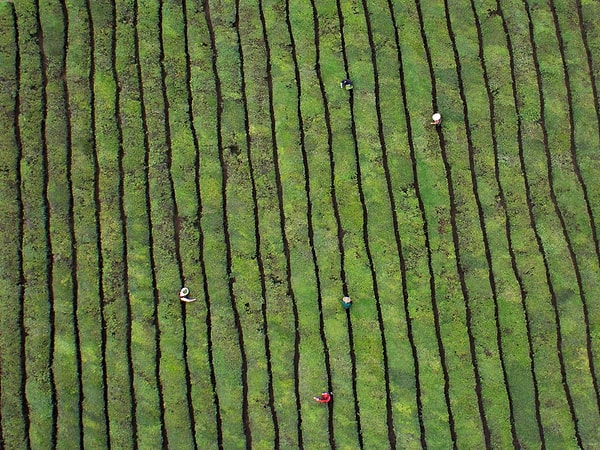 14. Так происходит сбор чайных листьев в провинции Чжэцзян