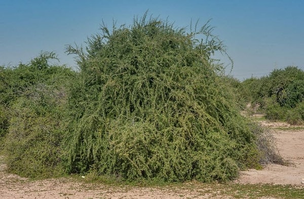 7. Ваххабиты обвиняли их в заговоре "еврейских деревьев"