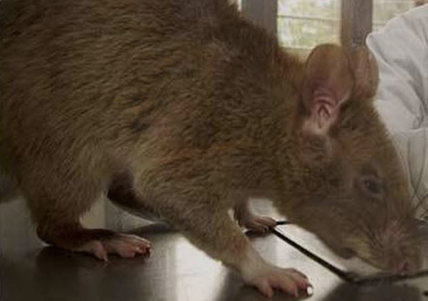 8. Палестинская газета обвинила евреев в разведении огромных крыс-убийц