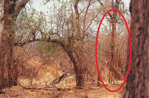 Посмотреть ответ: