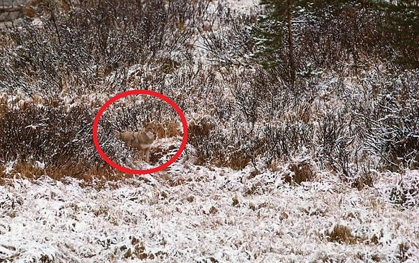 Посмотреть ответ: