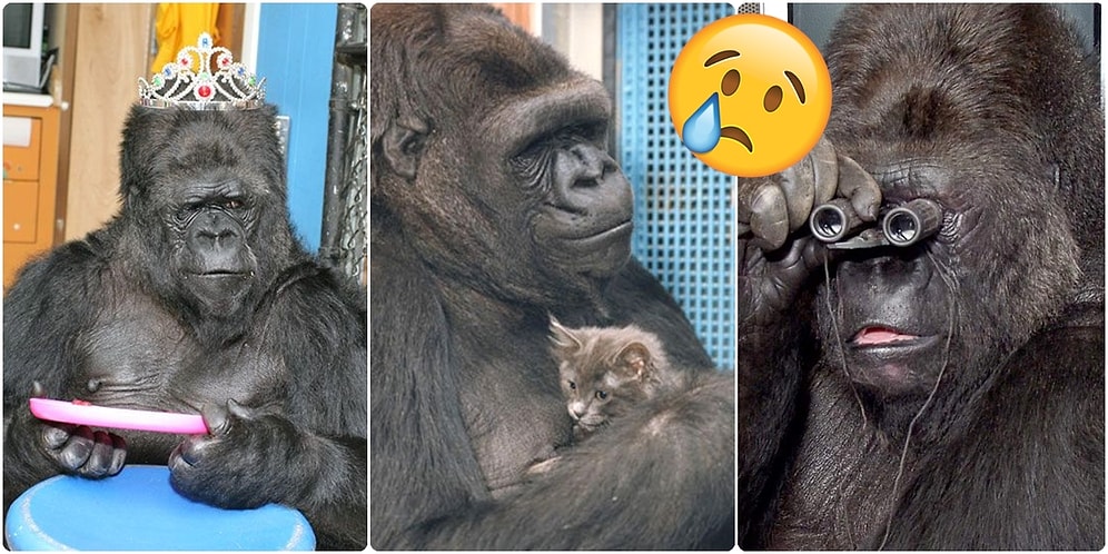 Hepimizin Tanıdığı İşaret Diliyle Konuşabilen Goril Koko 46 Yaşında Dünyaya Veda Etti