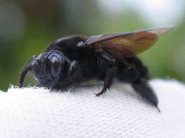 Rüyada siyah arı görmek