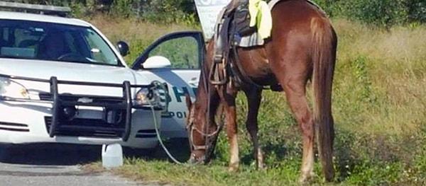 15. 2015 yılında Louisianalı bir adam alkollü at kullandığı gerekçesiyle tutuklandı.