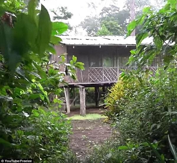 Freelee ve erkek arkadaşının yağmur ormanlarında yaşadığı ev işte bu: